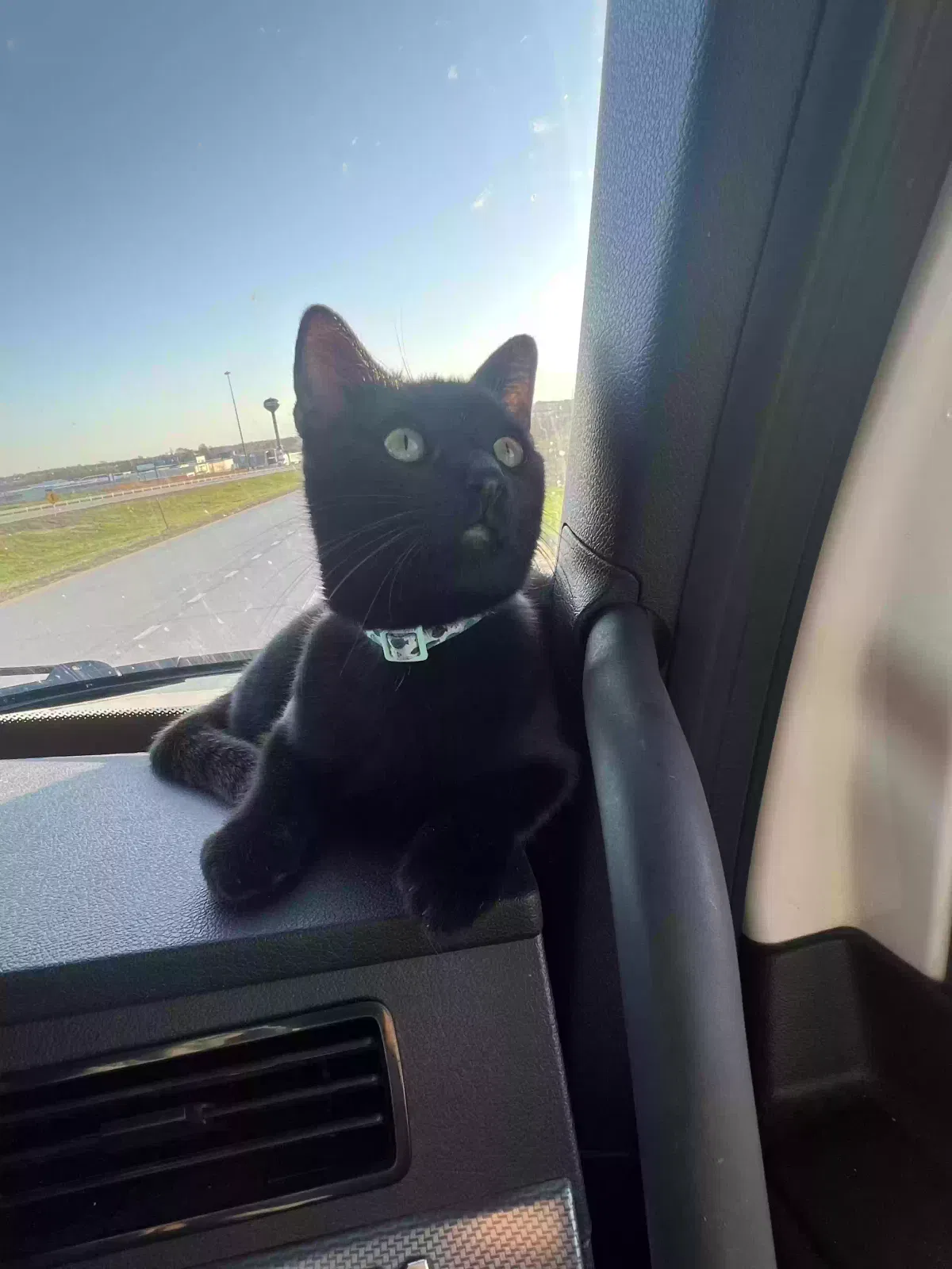 Lost cat in Joliet, IL, 60433