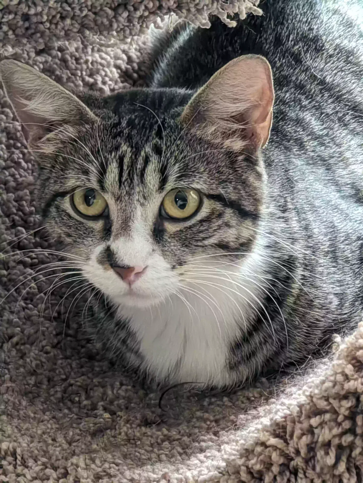 Lost cat in Spring, TX, 77379