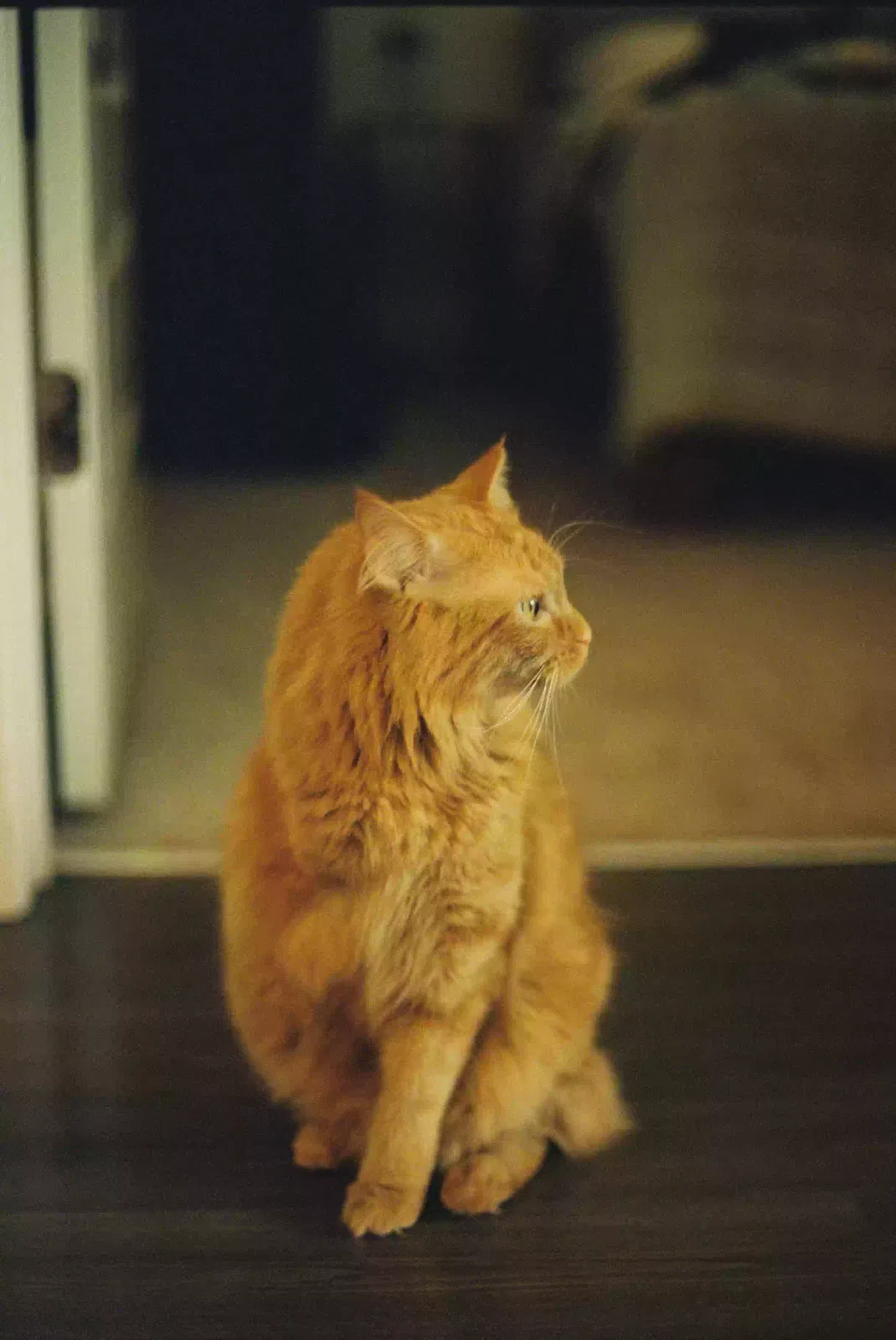 Lost cat in Newnan, GA, 30263