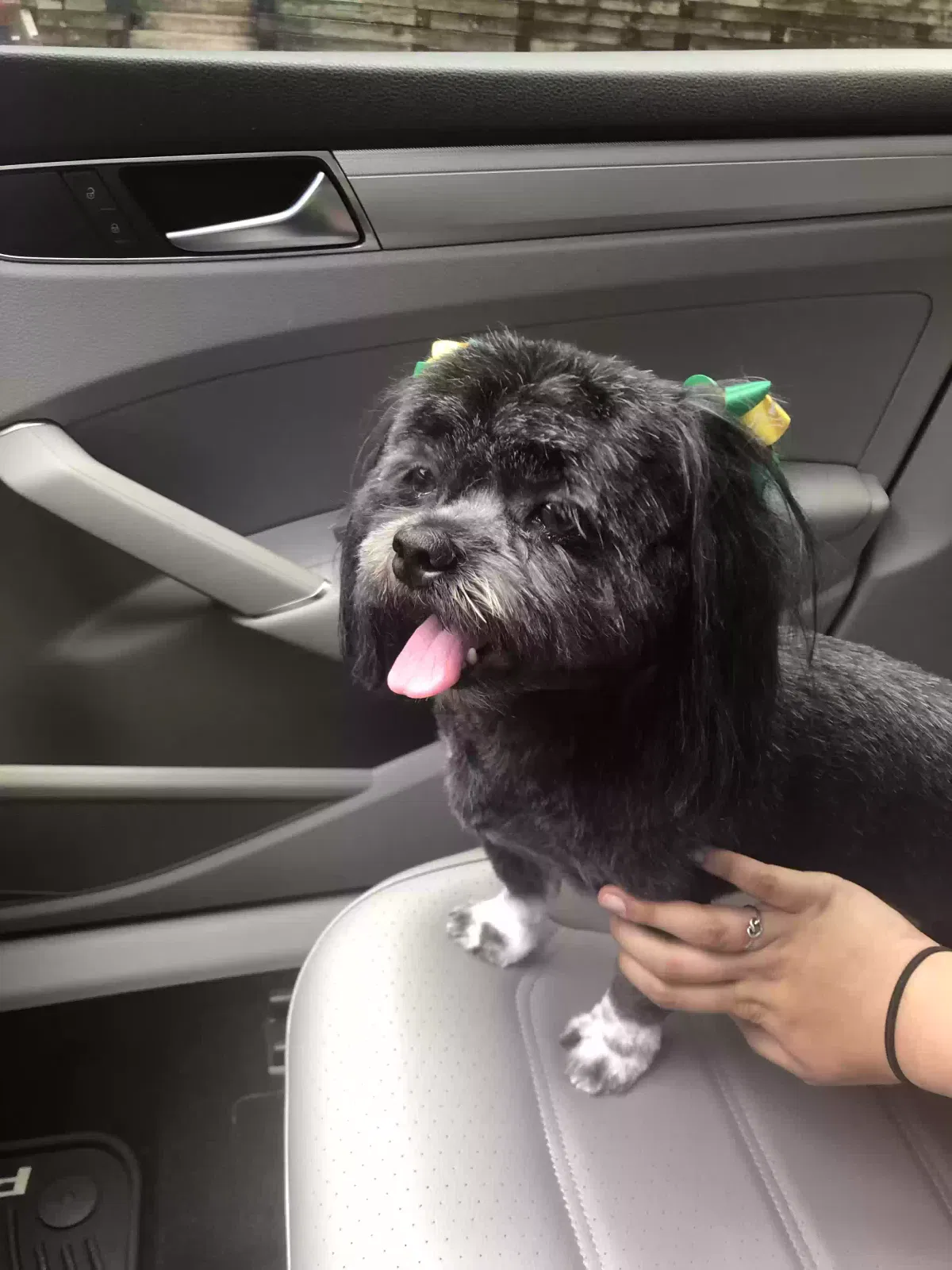 Lost dog in Plano, TX, 75025