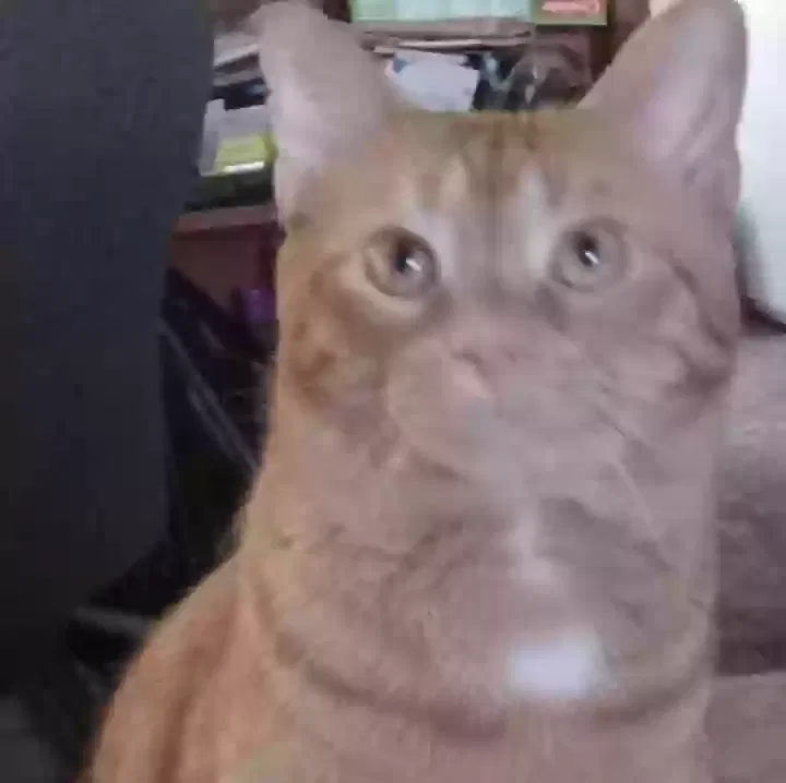 Lost cat in Monroe, MI, 48161