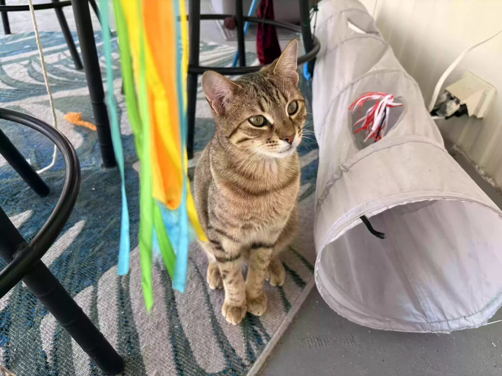 Lost cat in Greenville, PA, 16125