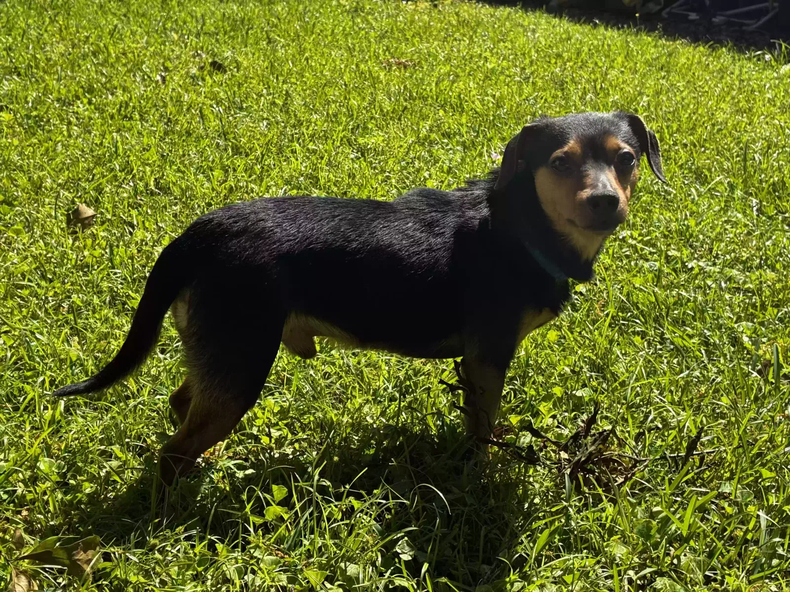 Lost dog in Mobile, AL, 36606