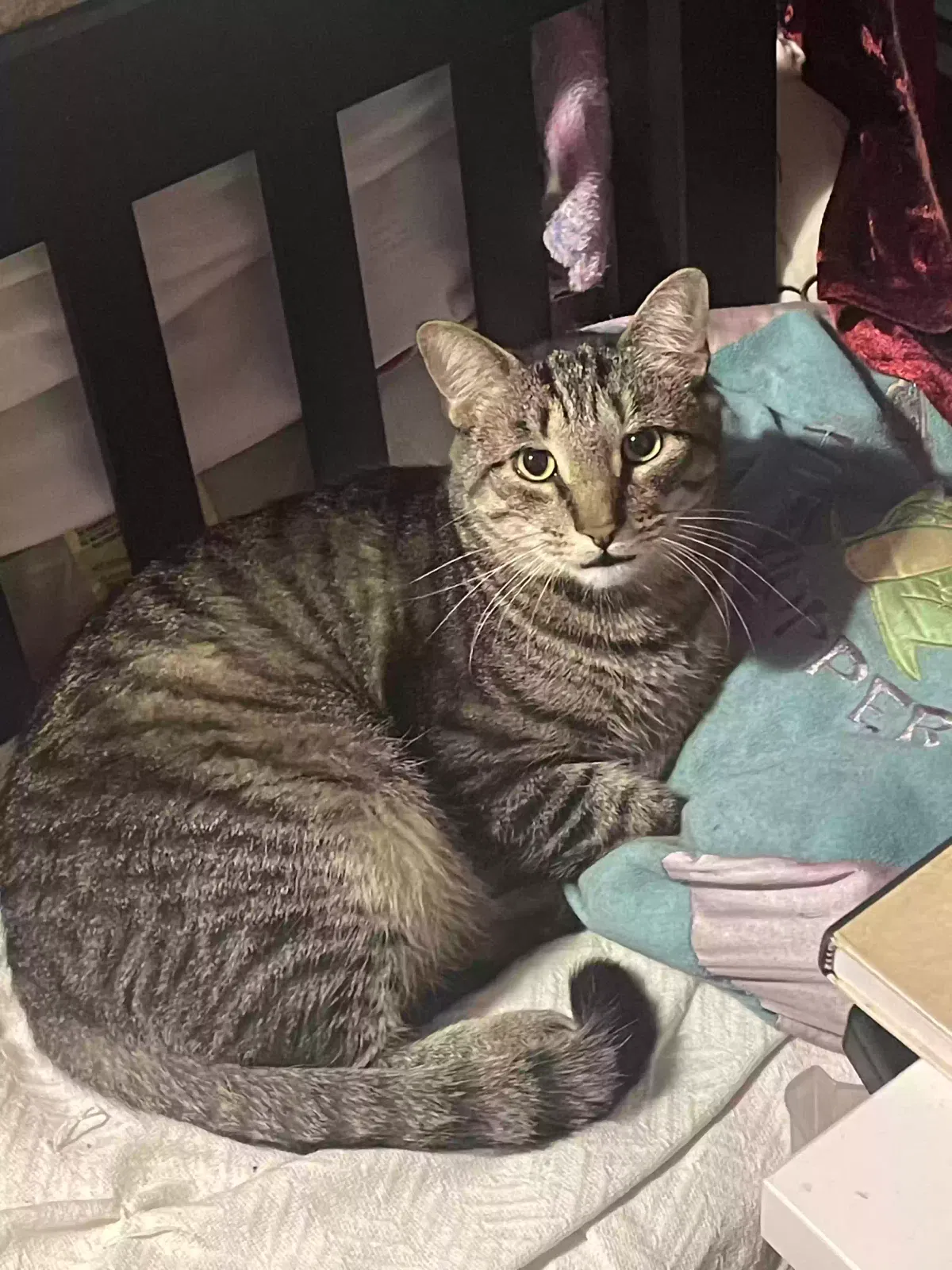 Lost cat in Maplewood, NJ, 7040