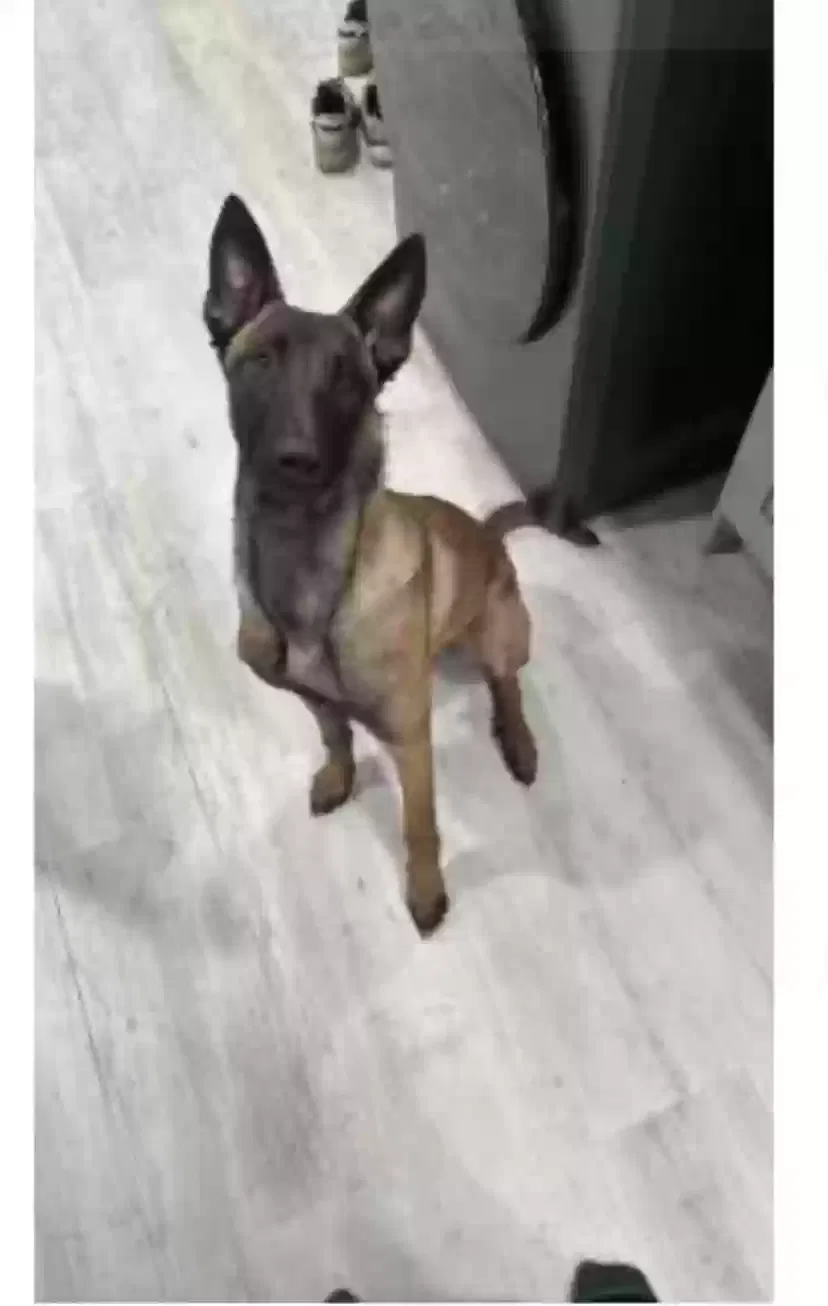 Lost dog in Waukegan, IL, 60085