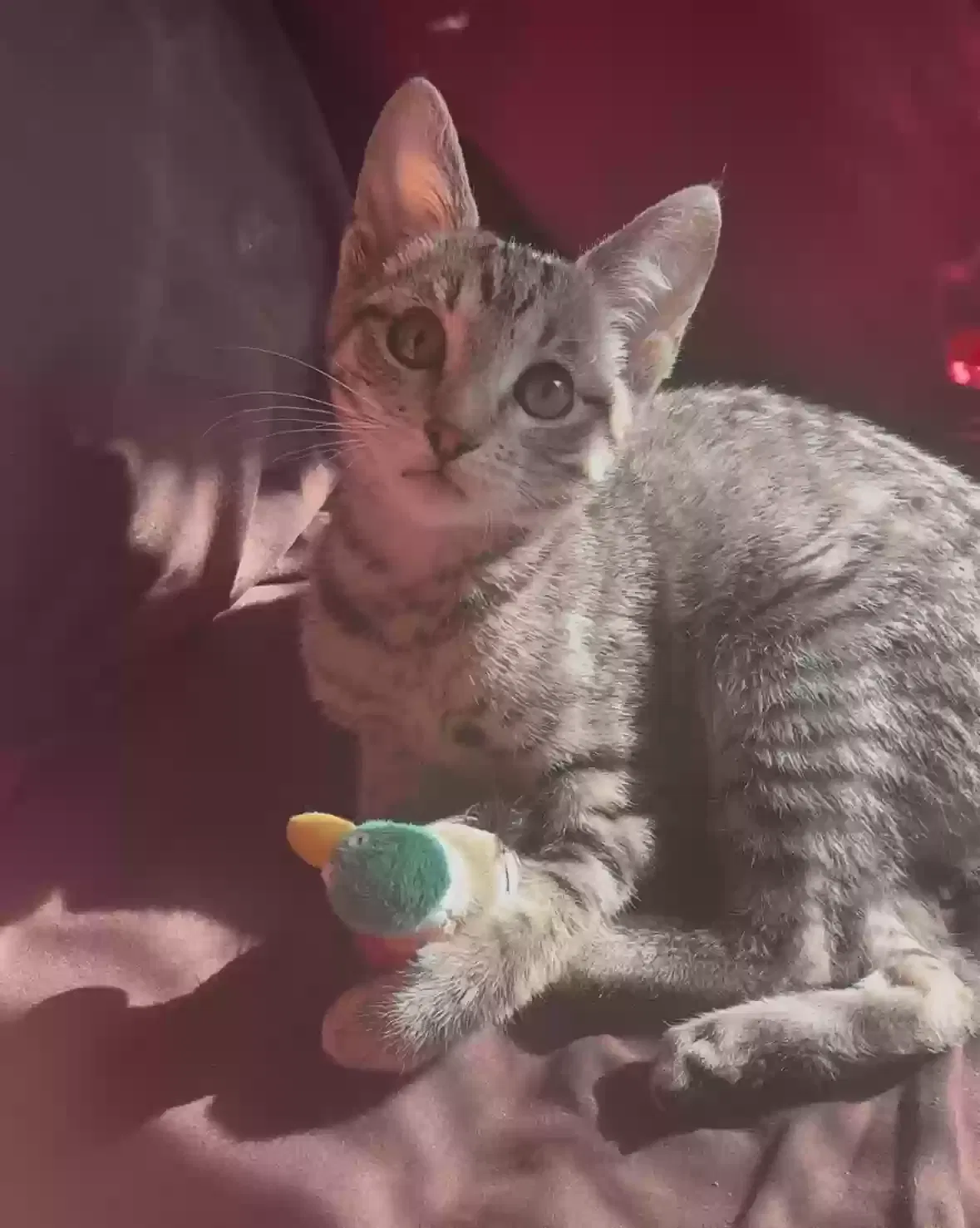 Lost cat in Los Angeles, CA, 90024