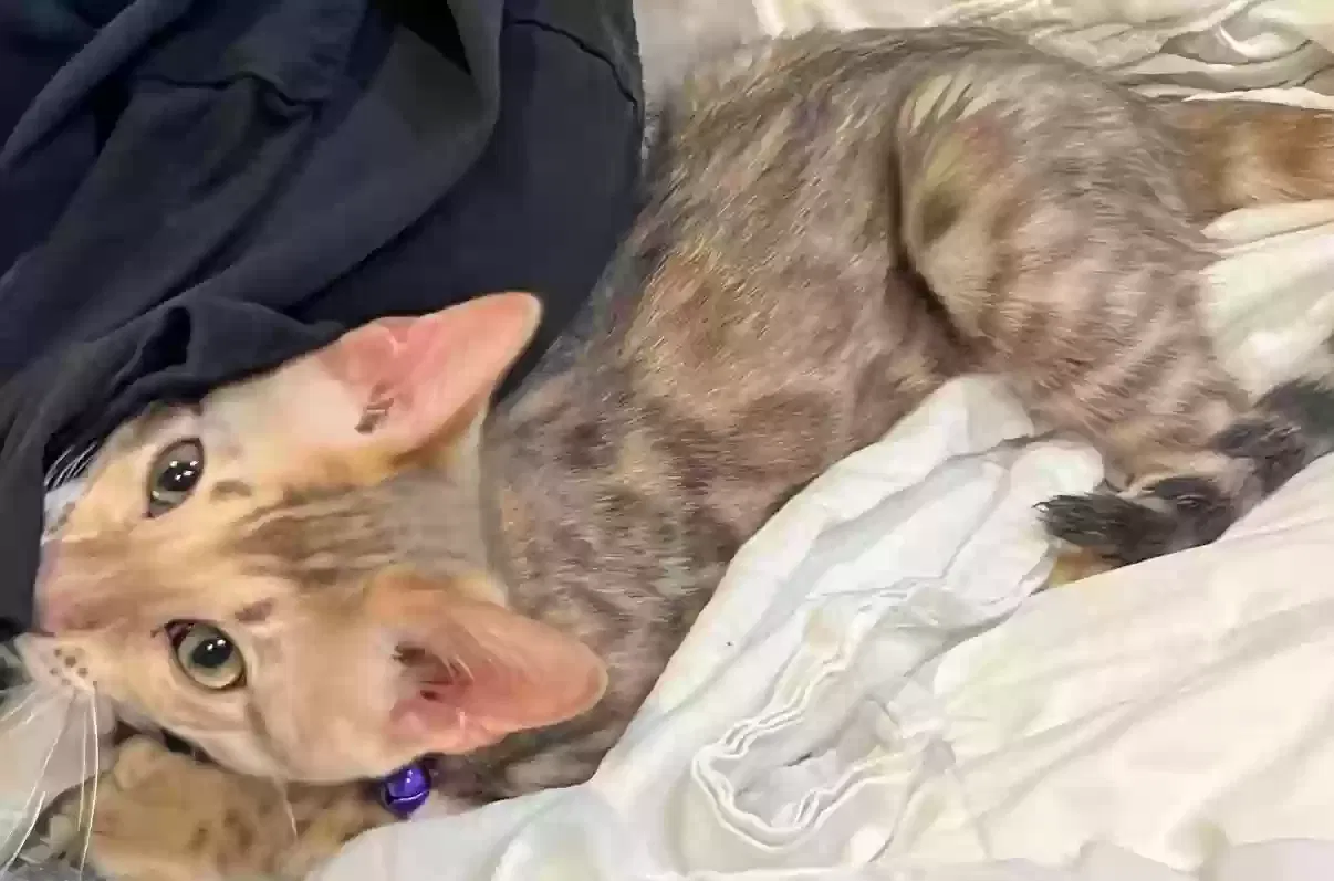 Lost cat in Weatherford, TX, 76087