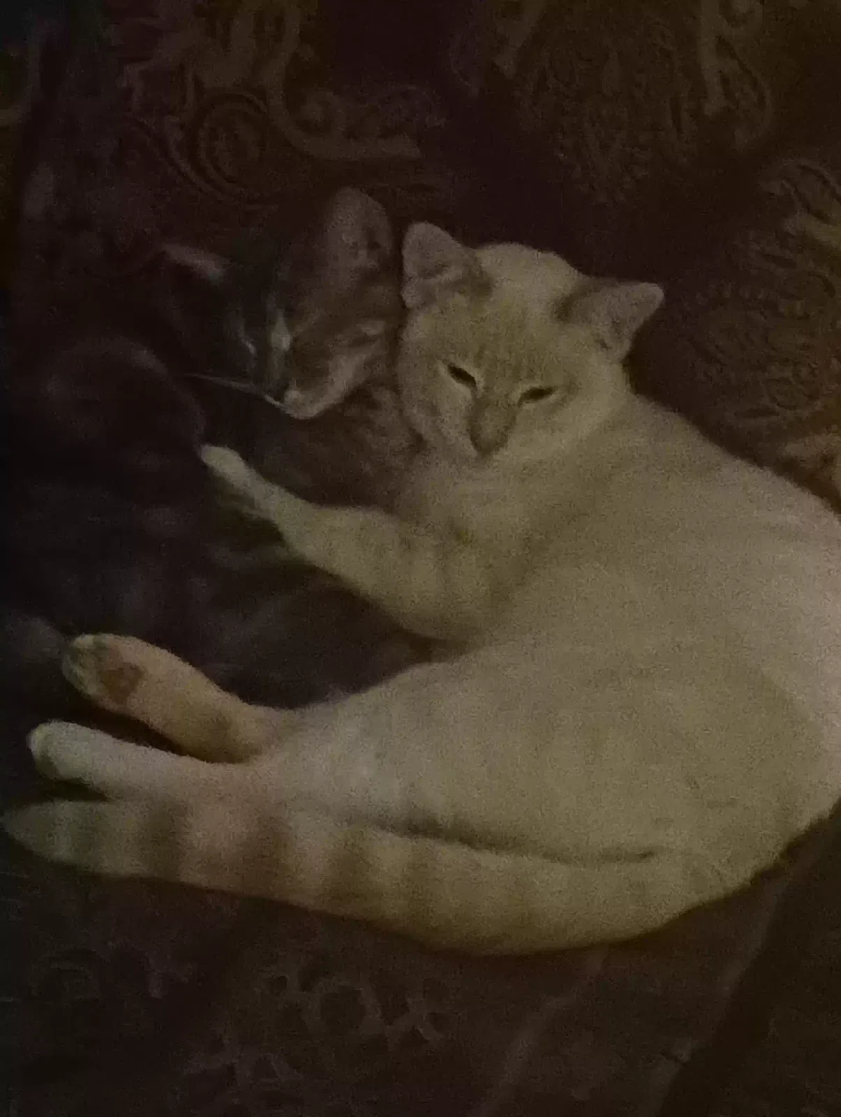Lost cat in Federal Way, WA, 98003