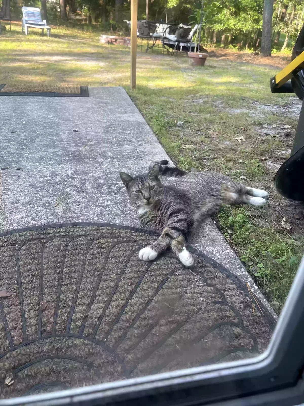 Lost cat in Walterboro, SC, 29488