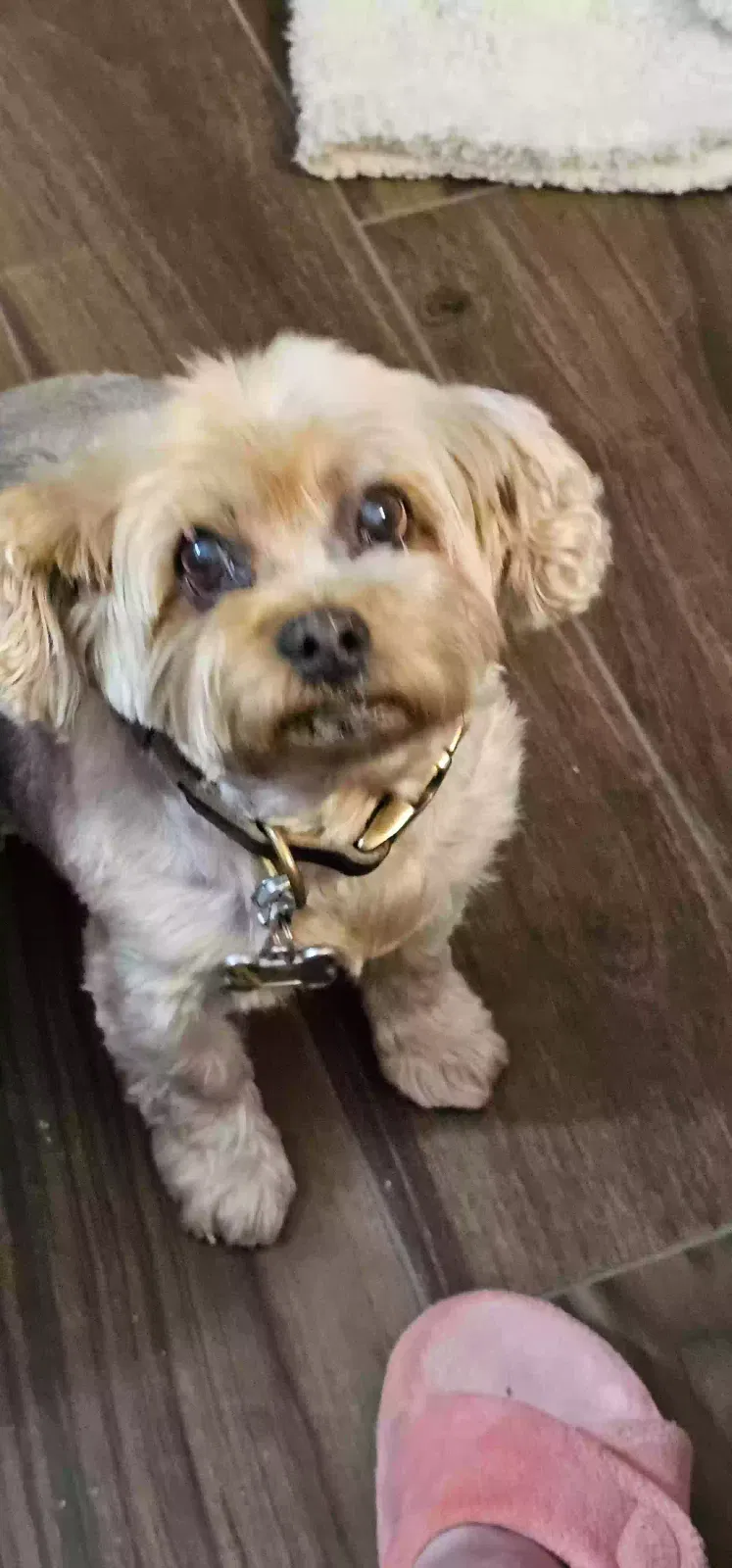 Lost dog in Charlotte, NC, 28226