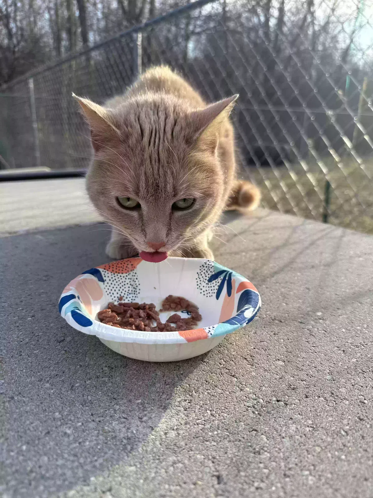 Found cat in Bay City, MI, 48706