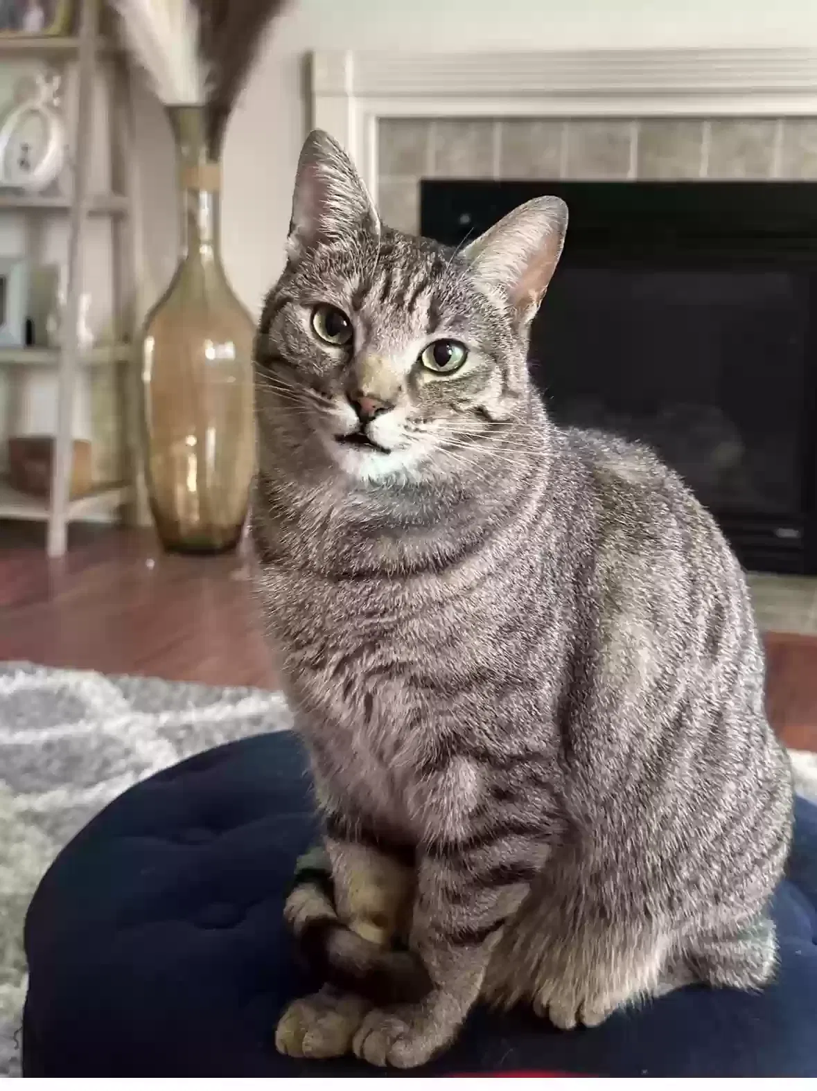 Lost cat in Delaware, OH, 43015