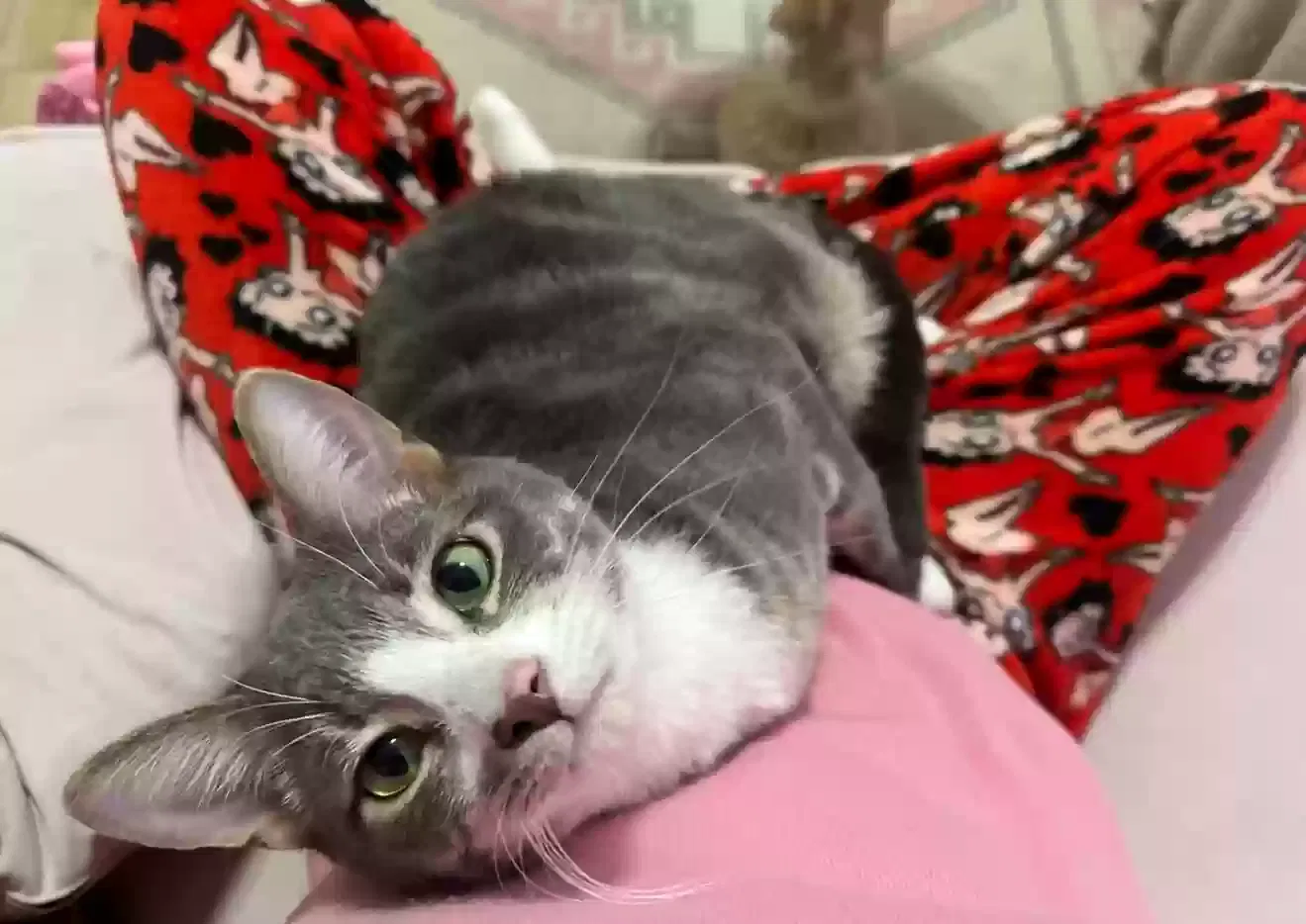 Lost cat in Sachse, TX, 75048