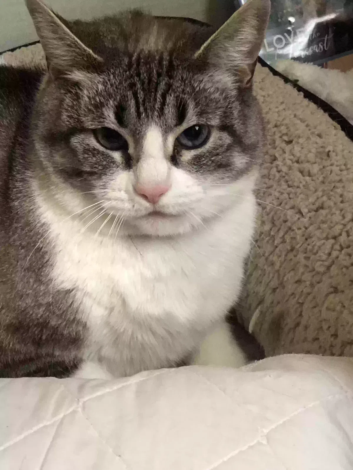 Lost cat in Rochester, IN, 46975