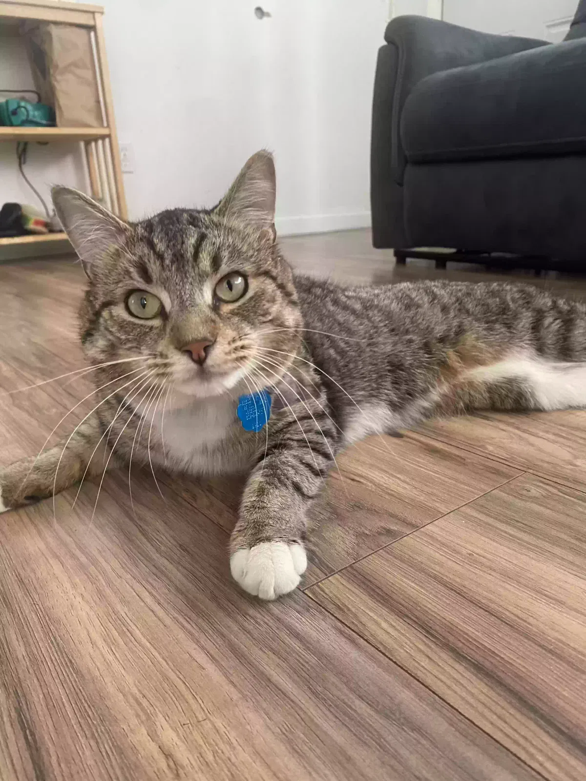 Lost cat in Pleasantville, NJ, 8232