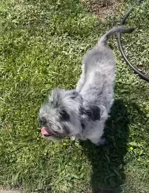 Lost dog in South Gate, CA, 90280