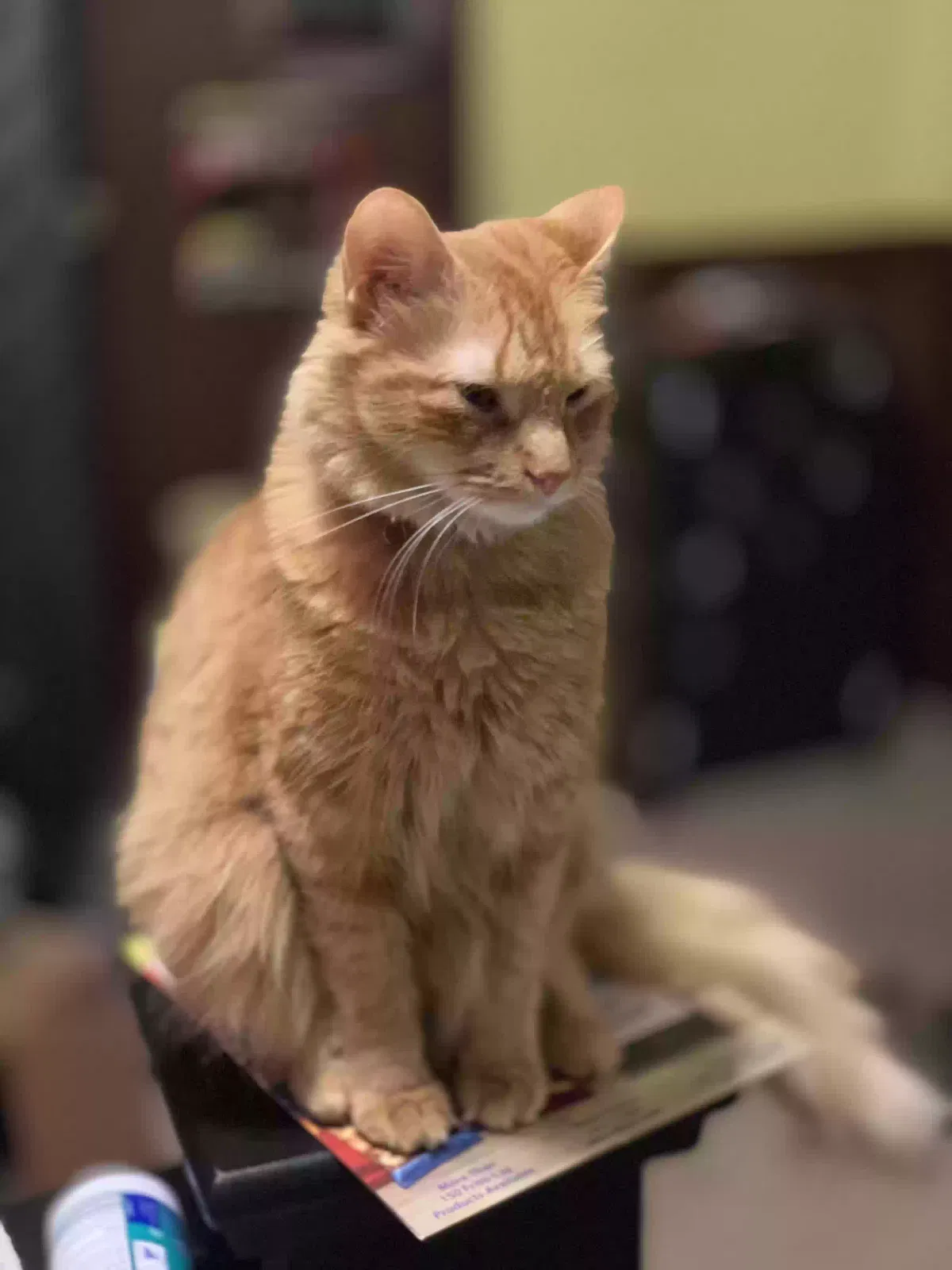 Lost cat in Baton Rouge, LA, 70811