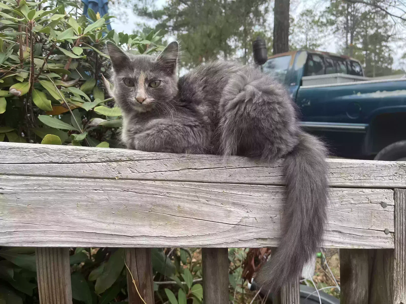 Lost cat in Aberdeen, NC, 28315