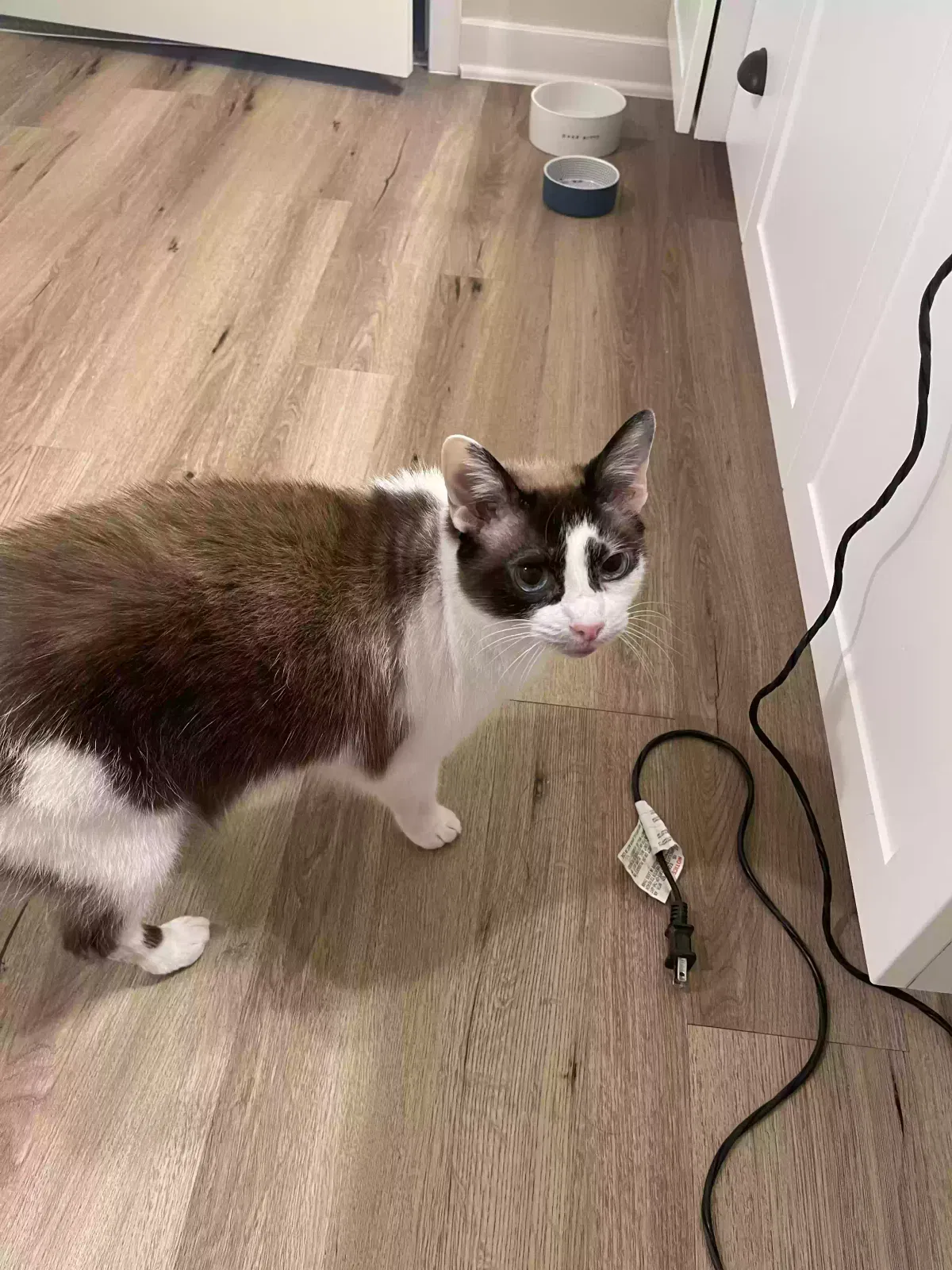 Lost cat in Wildwood, FL, 34785