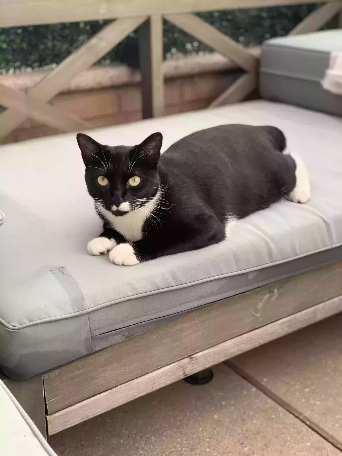 Lost cat in Ridgewood, NY, 11385