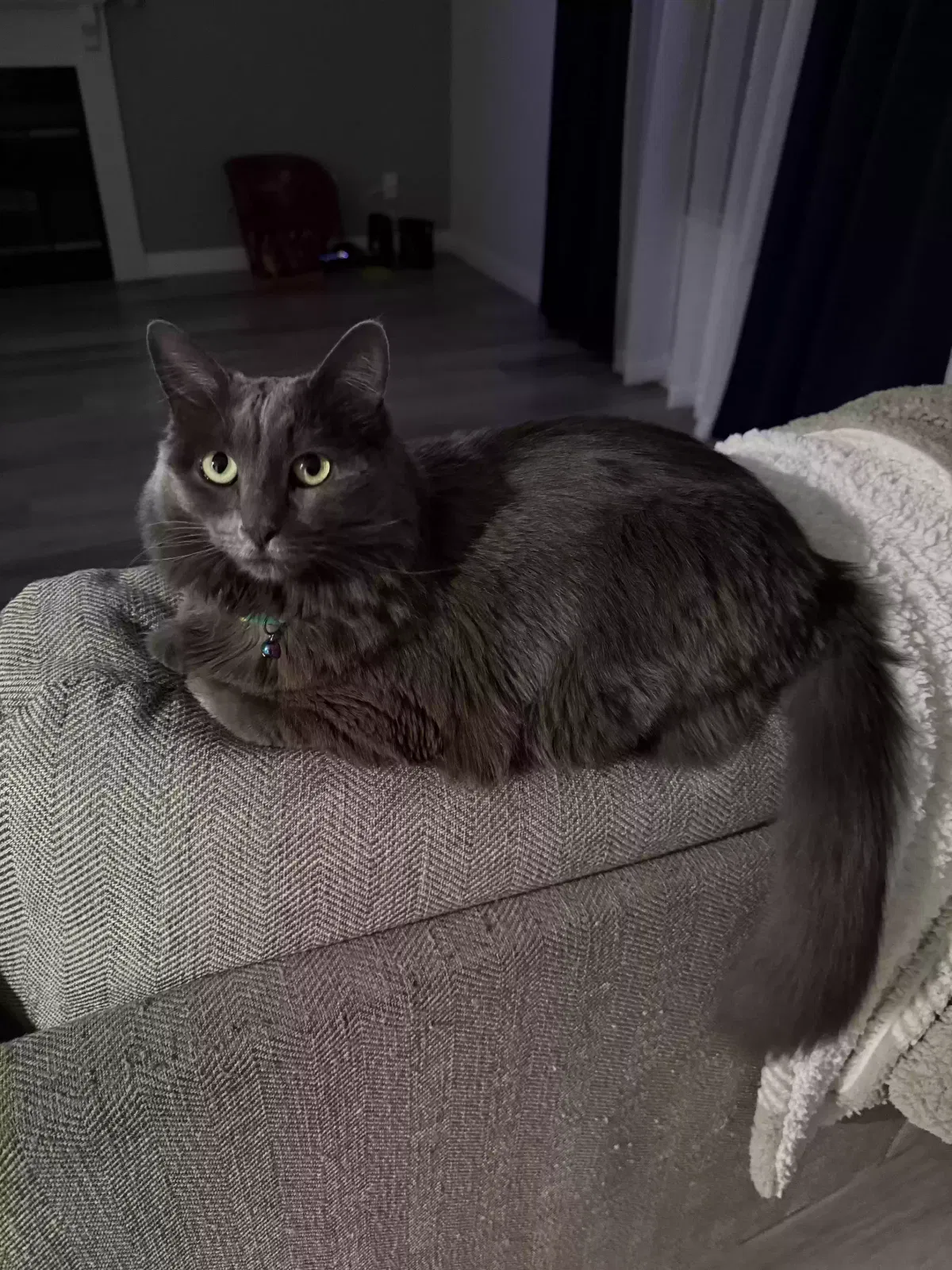 Lost cat in Moreno Valley, CA, 92557