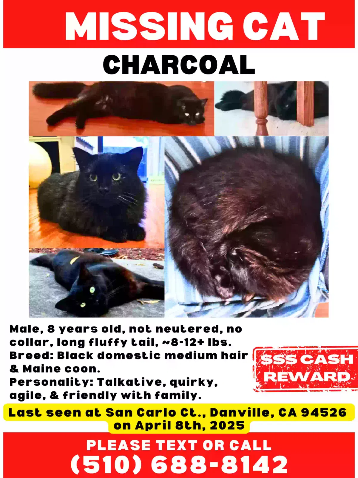 Lost cat in Danville, CA, 94526