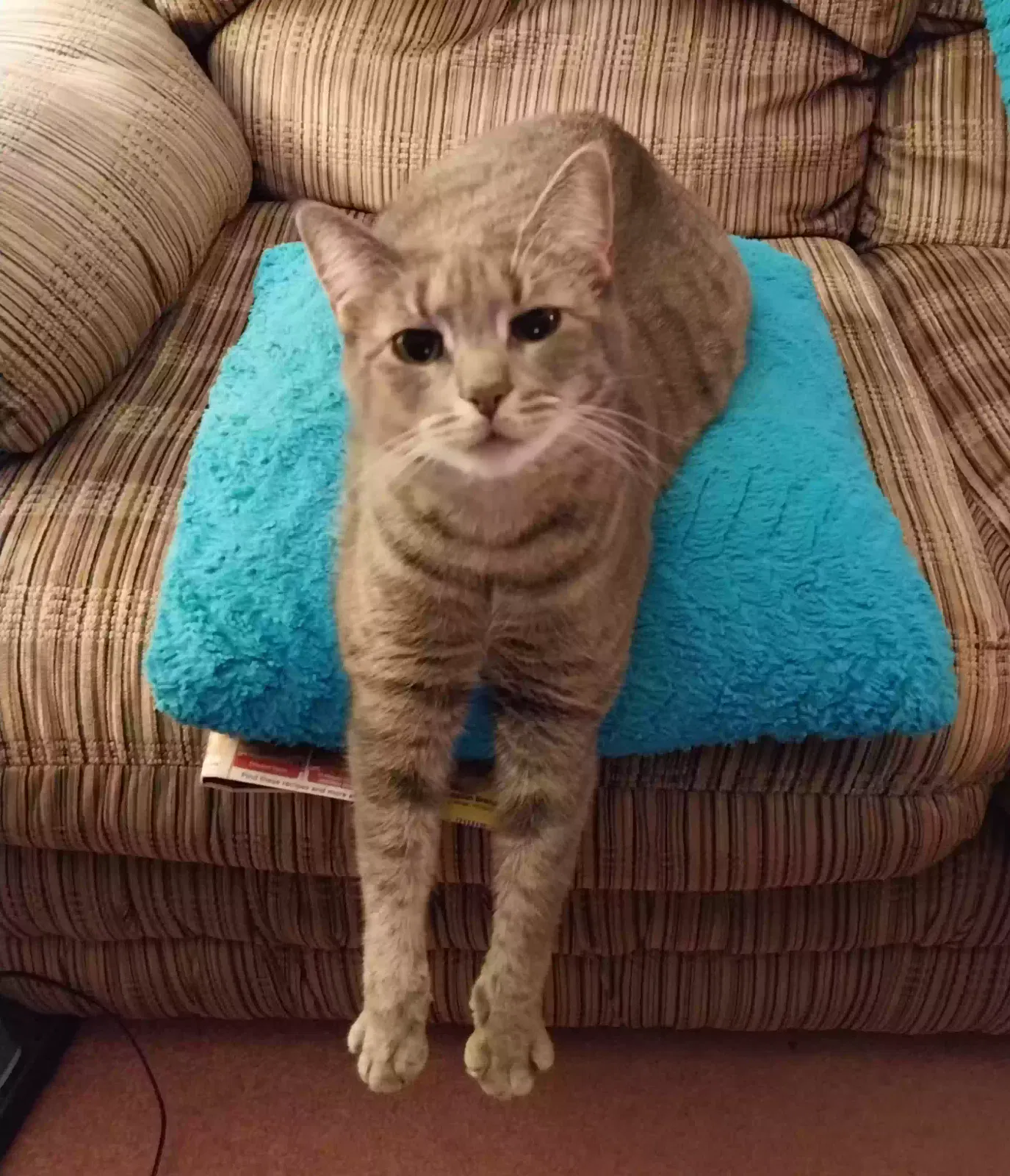 Lost cat in Horseheads, NY, 14845