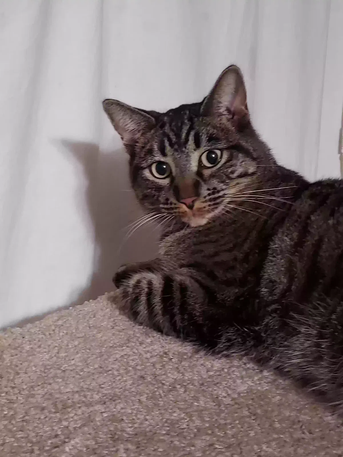 Lost cat in Mesa, AZ, 85203
