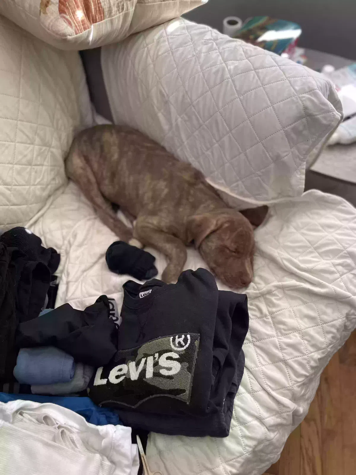 Lost dog in Gastonia, NC, 28052