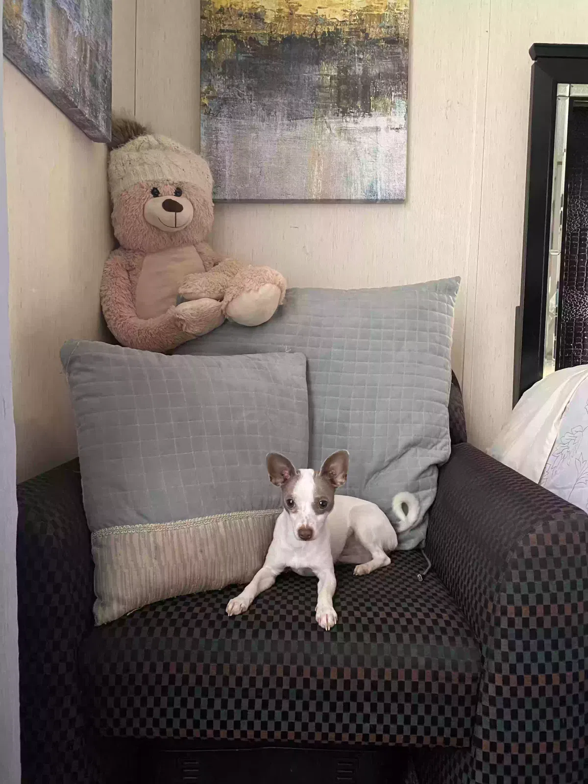 Lost dog in Nashville, TN, 37211