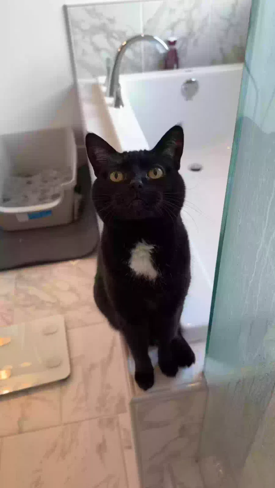 Lost cat in Madison, AL, 35756