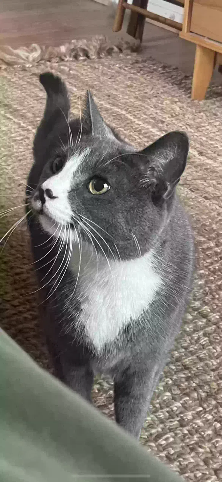 Lost cat in Fredericksburg, VA, 22405
