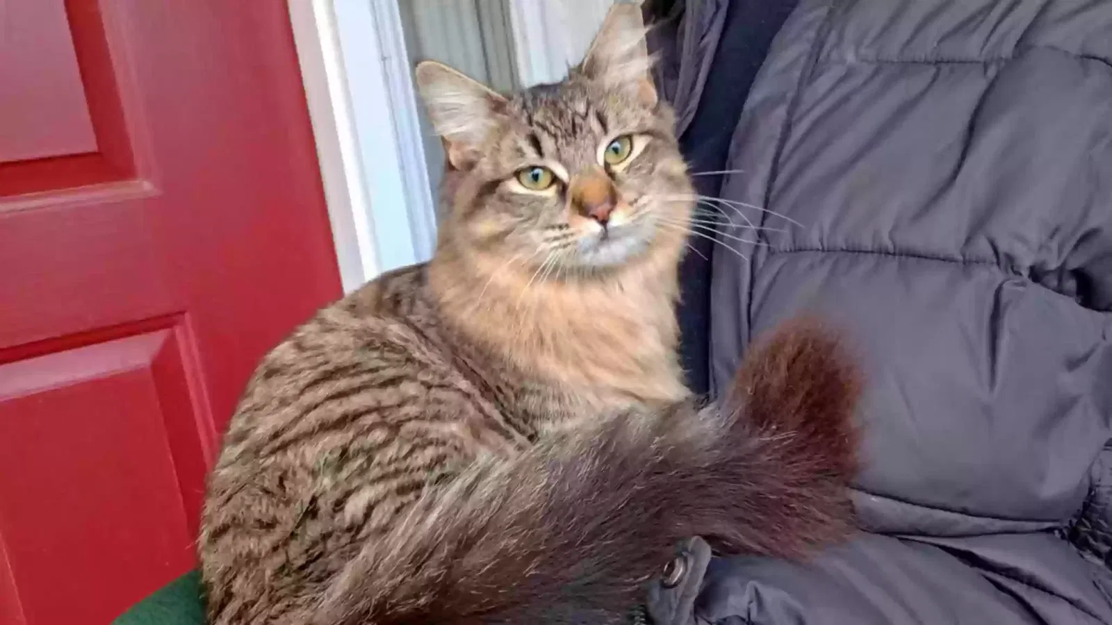 Lost cat in Mobile, AL, 36693