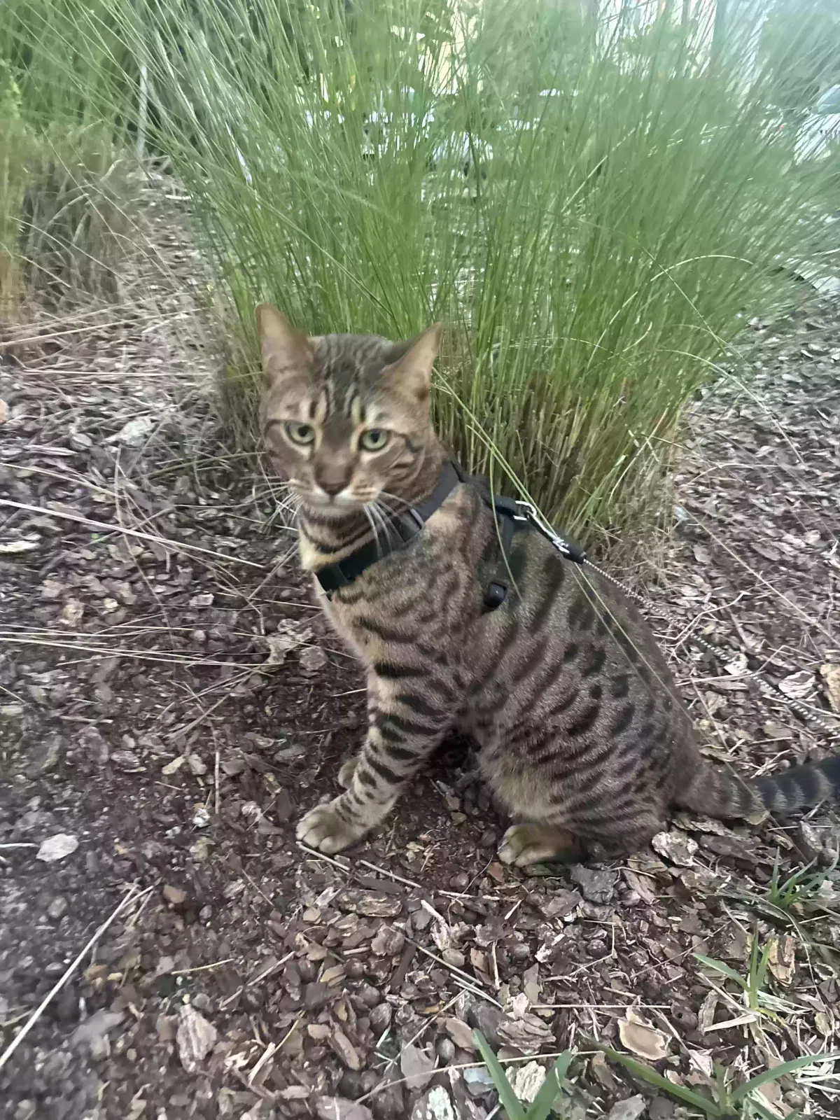 Lost cat in Jacksonville, FL, 32256