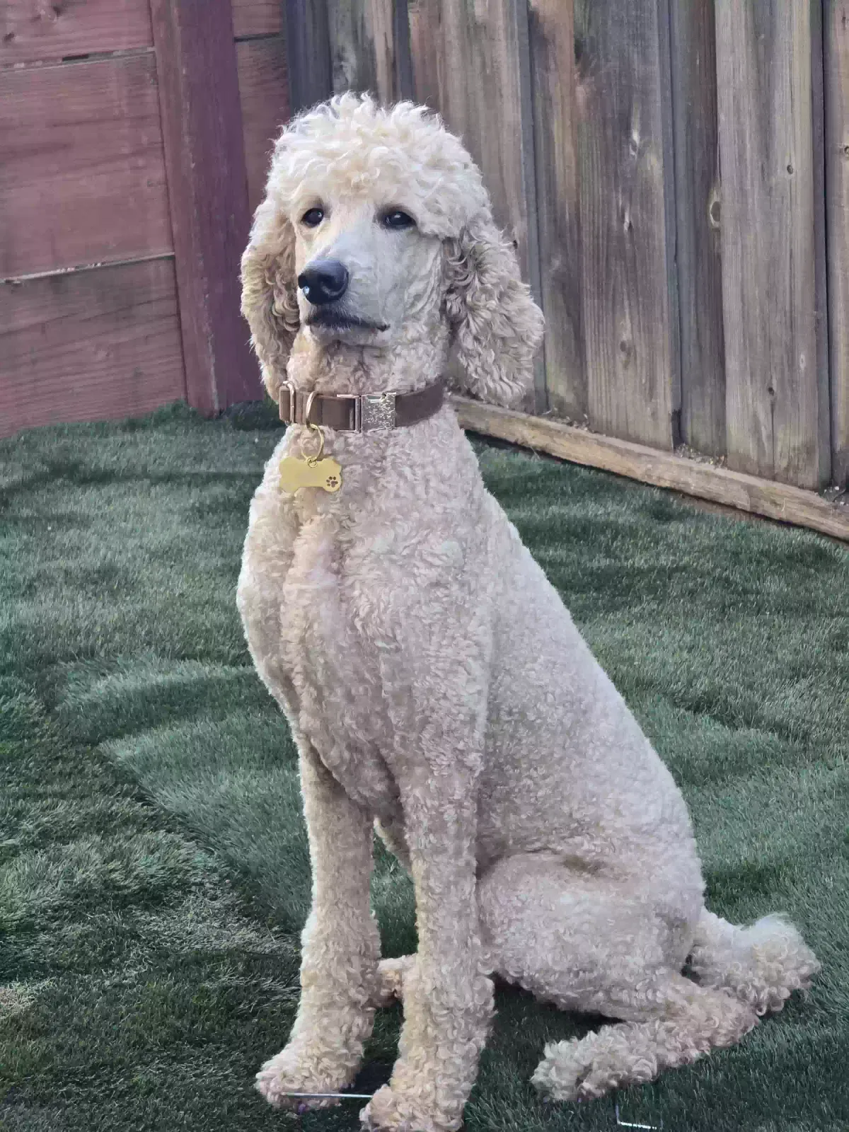 Lost dog in Fairfield, CA, 94533