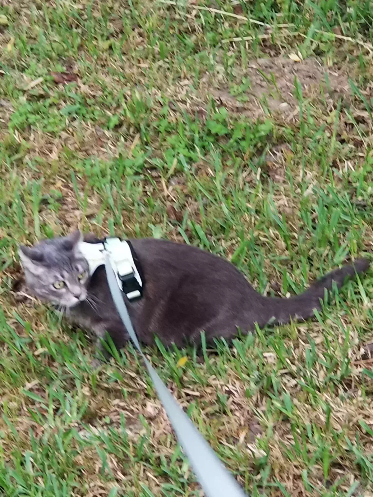 Lost cat in Unknown, CO, 80531