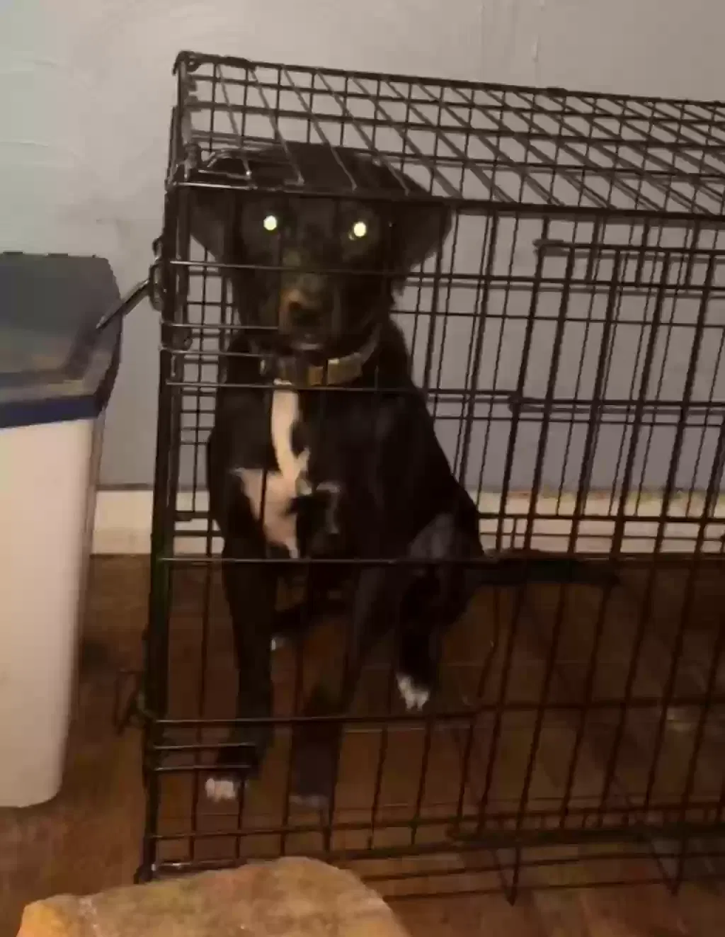Lost dog in Tulsa, OK, 74115