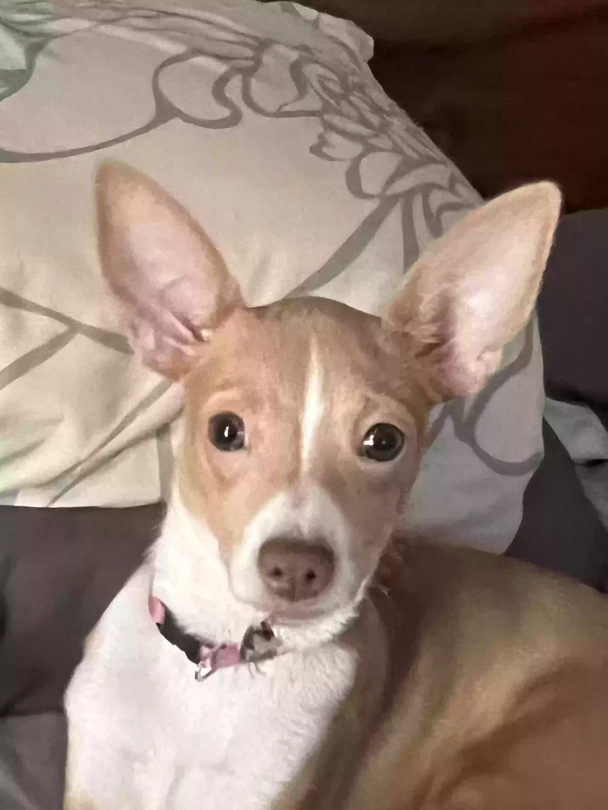 Lost dog in Lubbock, TX, 79411