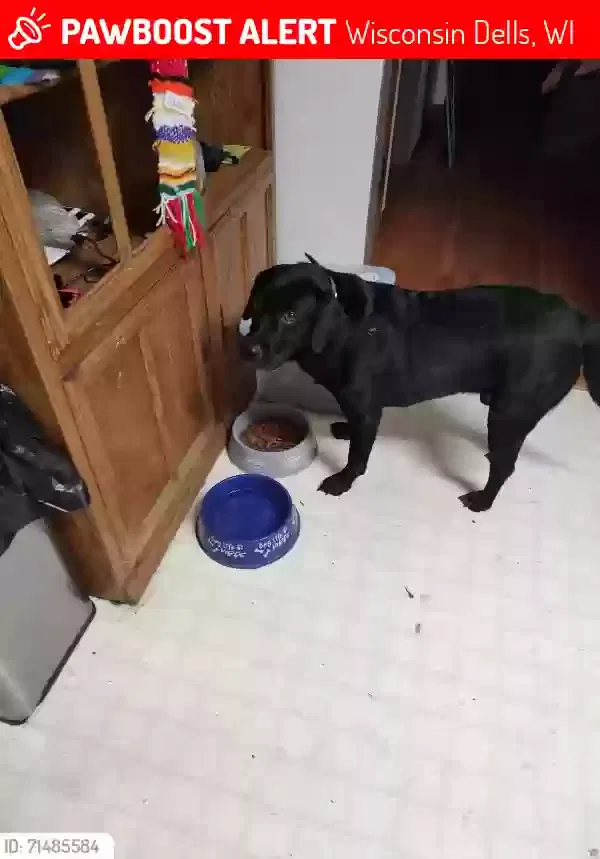 Lost dog in Wisconsin Dells, WI, 53965