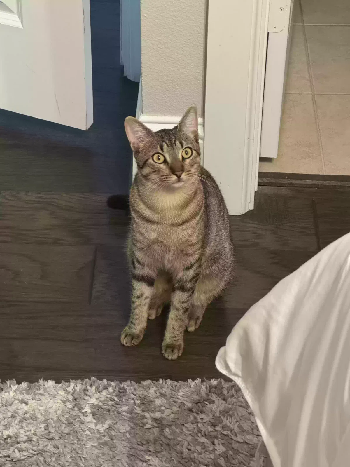 Lost cat in Spring, TX, 77389
