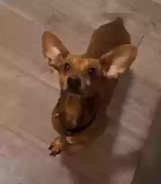 Lost dog in Inman, SC, 29349