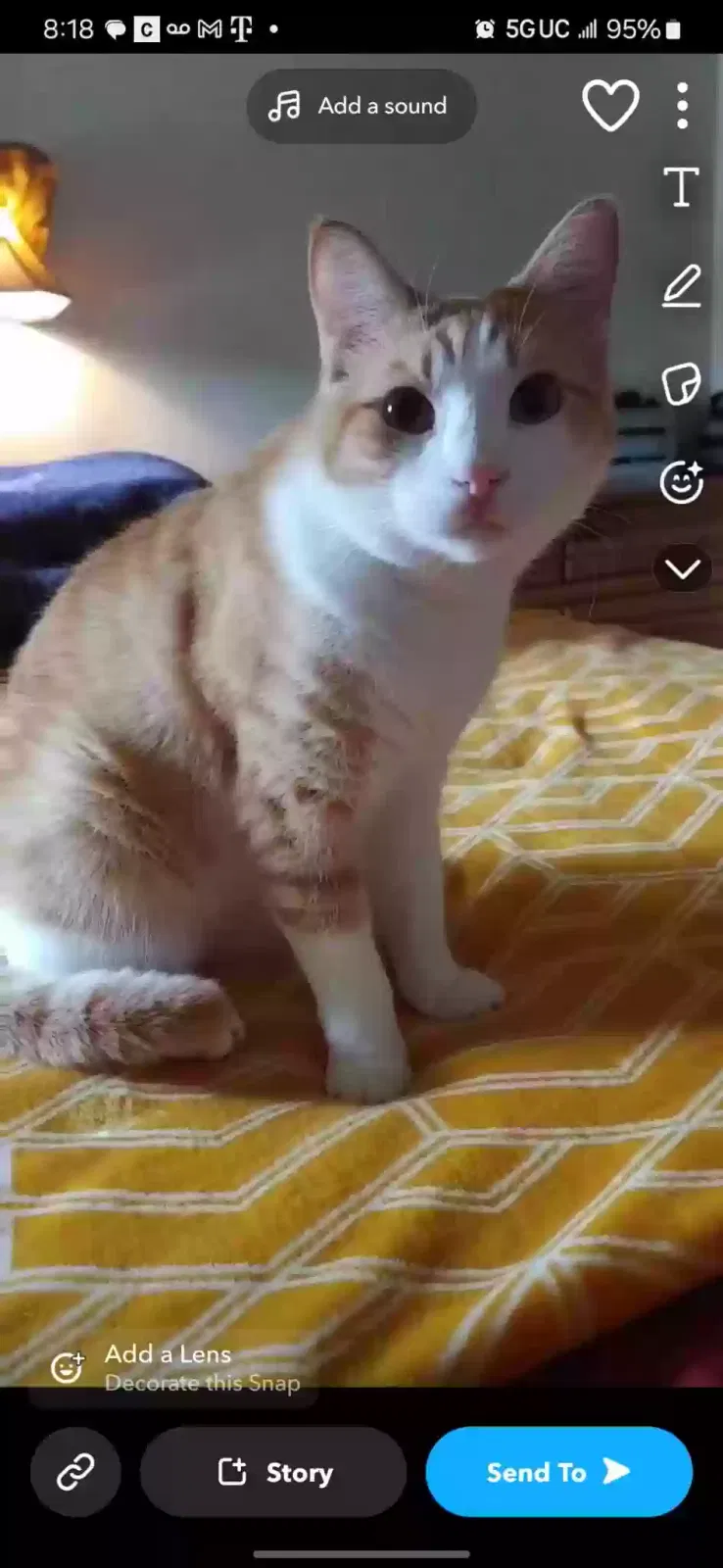 Lost cat in Springfield, OR, 97478