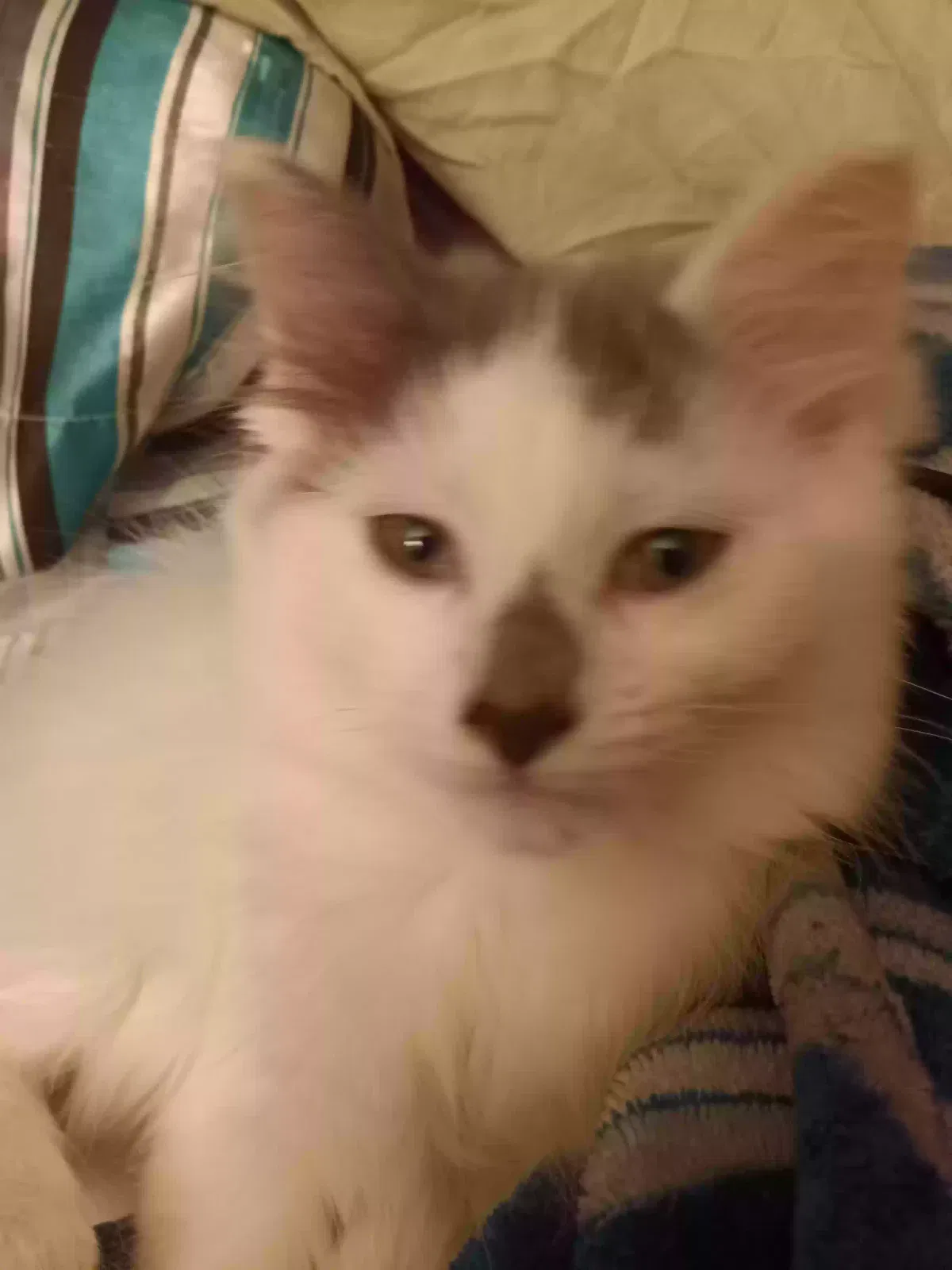 Lost cat in Aurora, IL, 60502