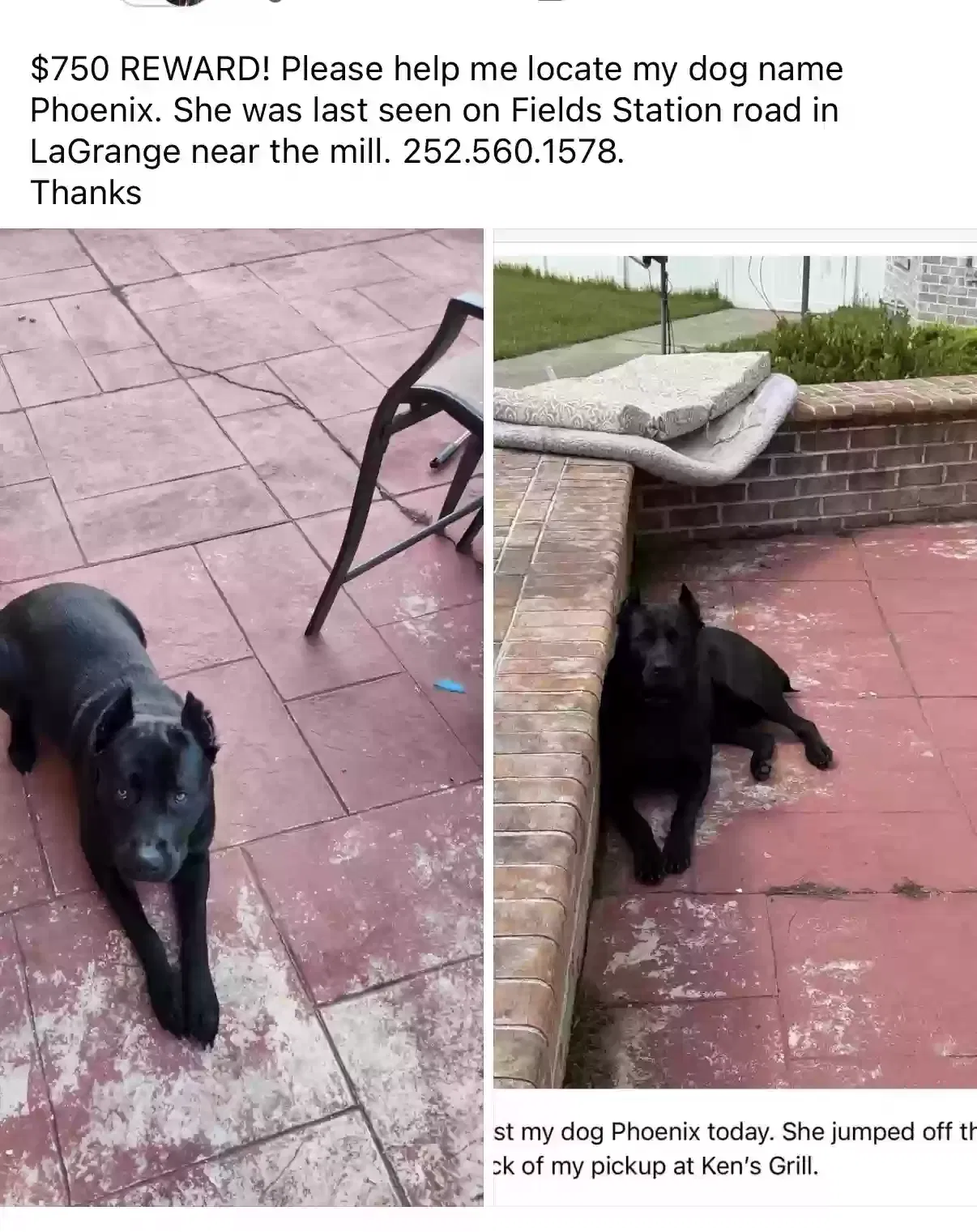 Lost dog in La Grange, NC, 28551
