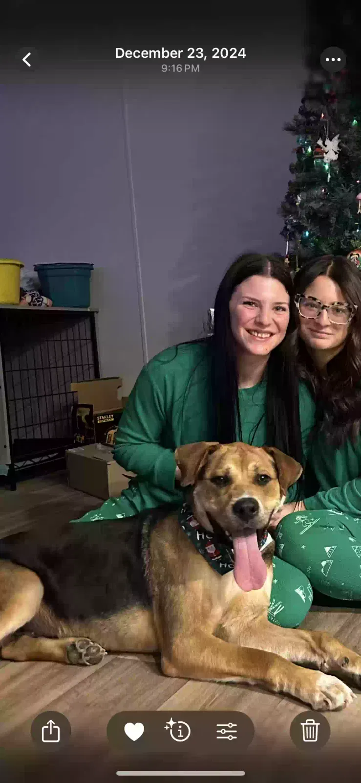 Lost dog in Clyde, TX, 79510