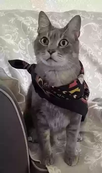 Lost cat in Hanford, CA, 93230