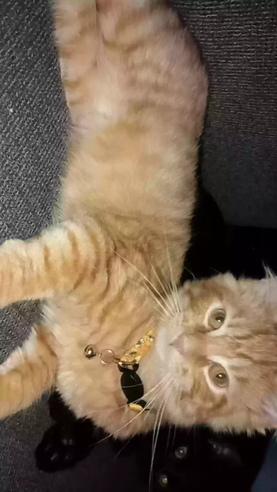 Lost cat in Lebanon, TN, 37087