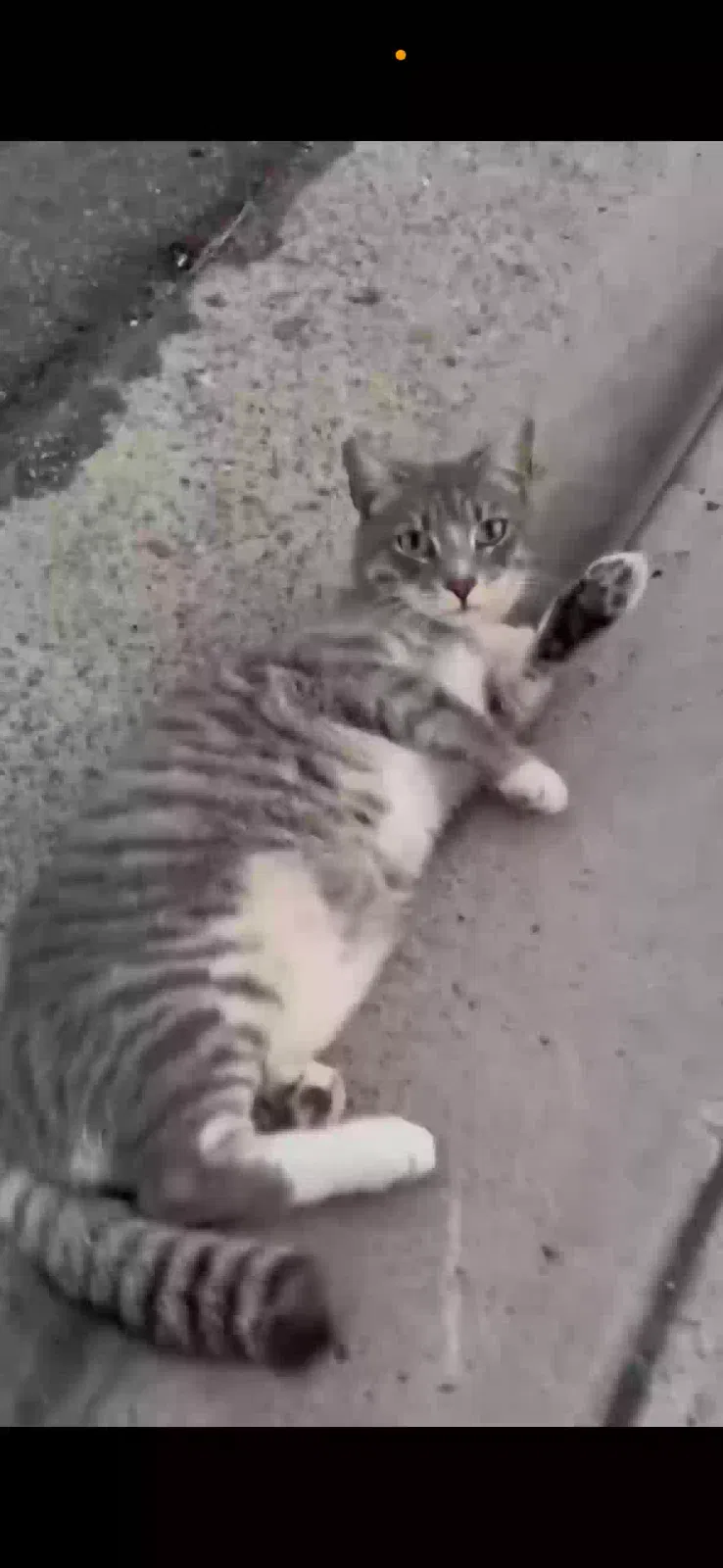 Lost cat in San Diego, CA, 92105