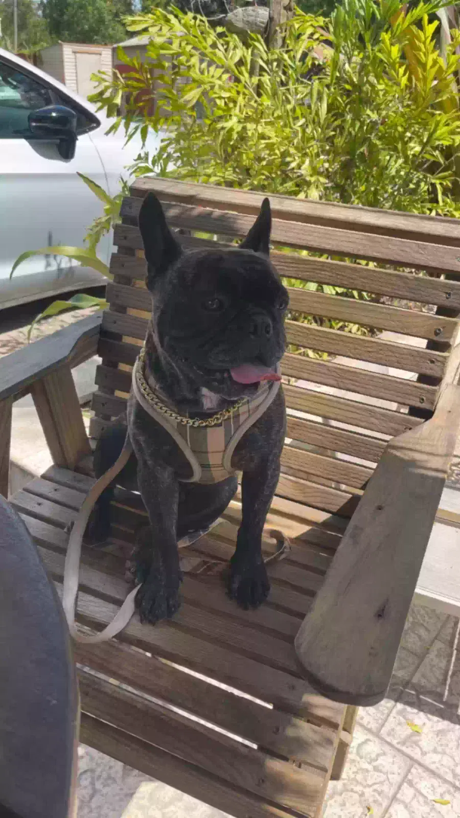 Lost dog in Fort Myers, FL, 33905