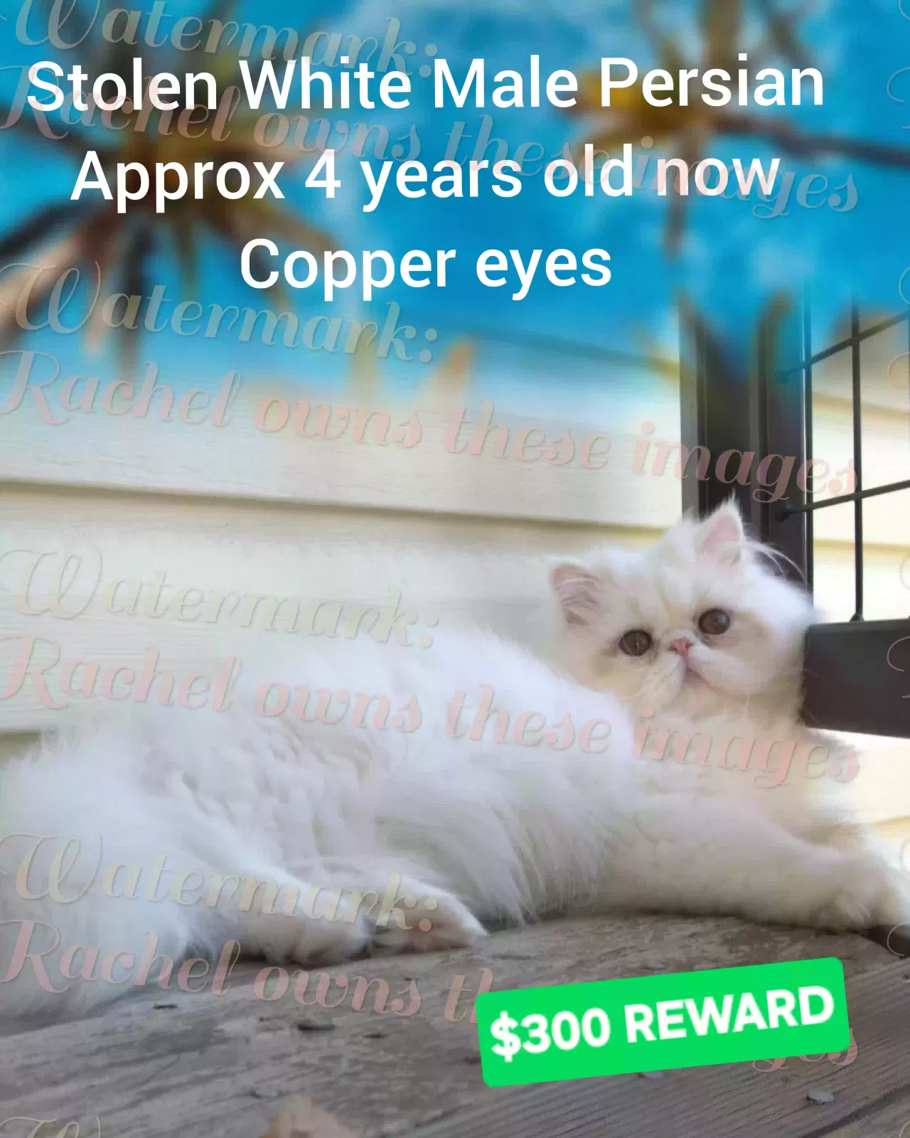 Lost cat in Seaside, CA, 93955